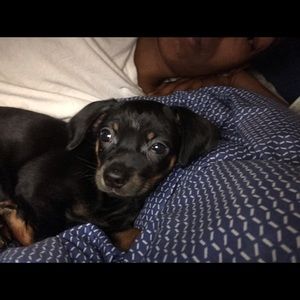 Meet your Posher, Andrika